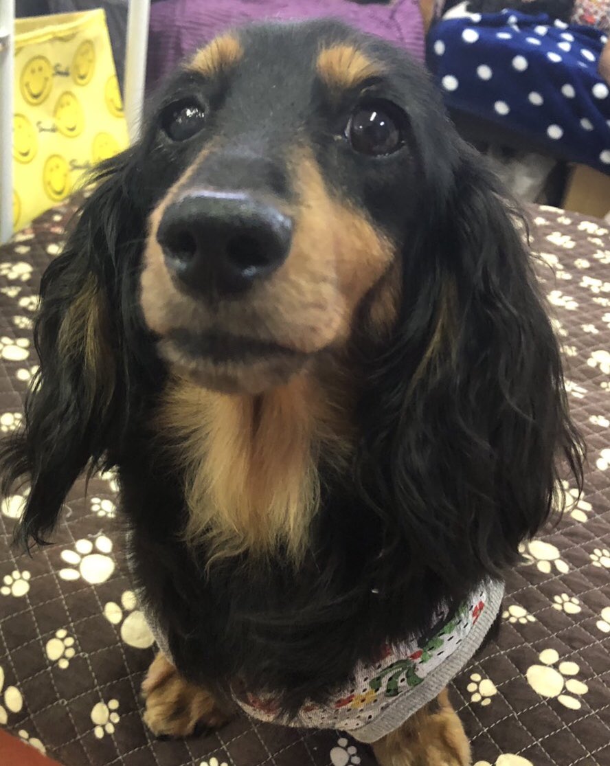 🐾ミニチュアダックスフンドのツボミちゃん💕
